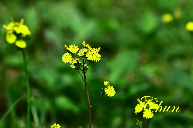 認識小花小草 紫花酢漿草、半枝蓮、通泉草、黃鵪菜