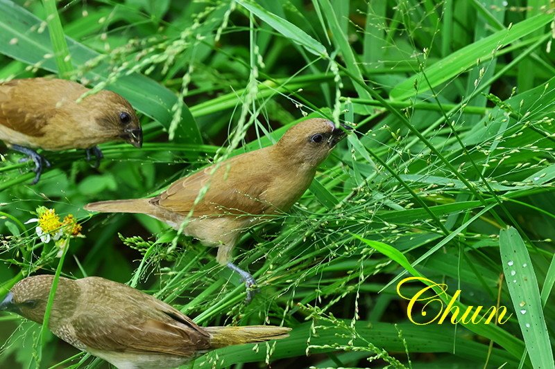 斑文鳥、白腰文鳥覓食記