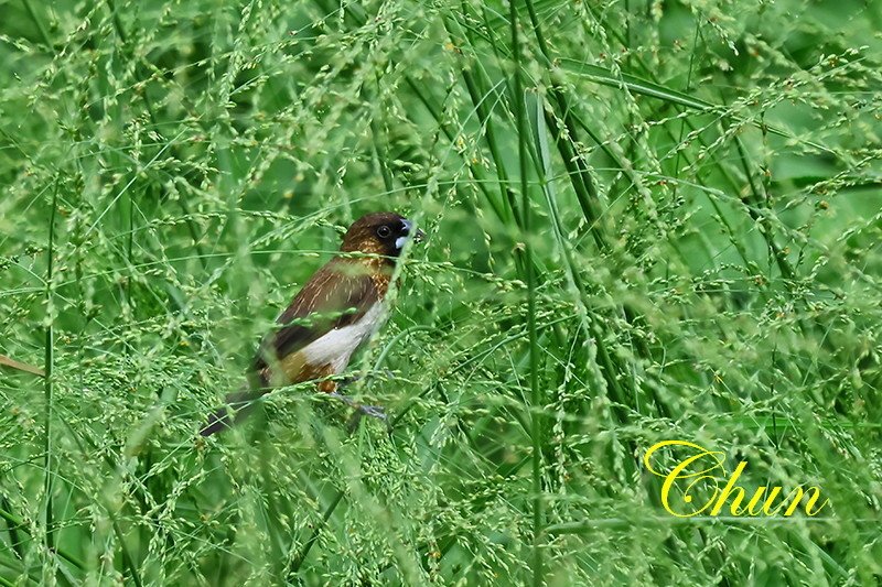 斑文鳥、白腰文鳥覓食記