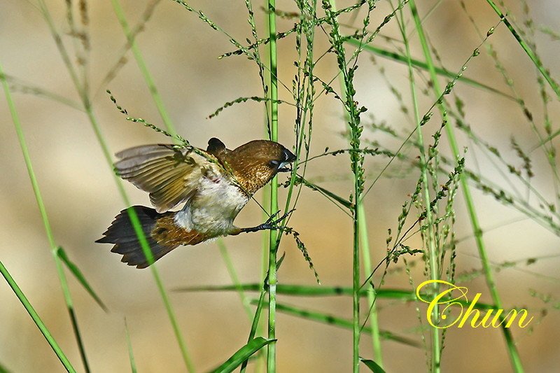 斑文鳥、白腰文鳥覓食記