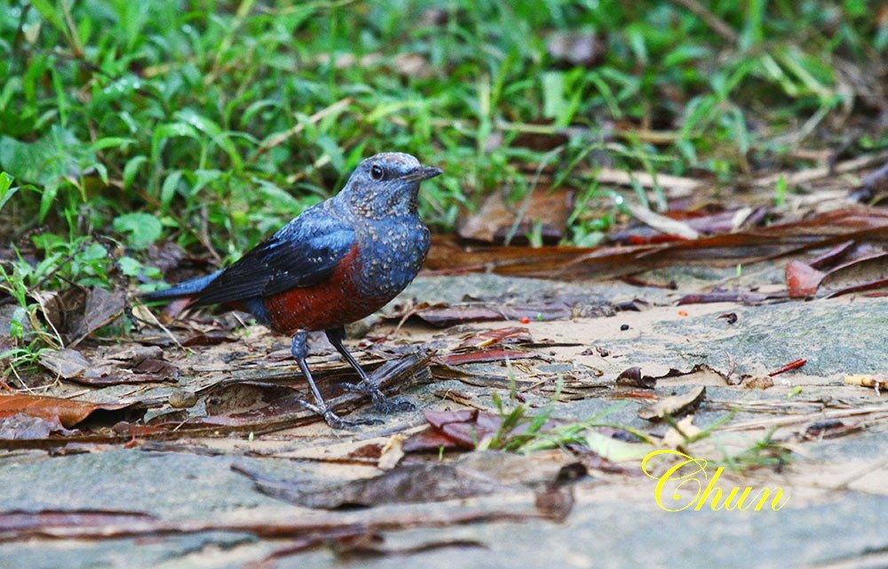 冬候鳥藍磯鶇(雄成鳥及亞成鳥)