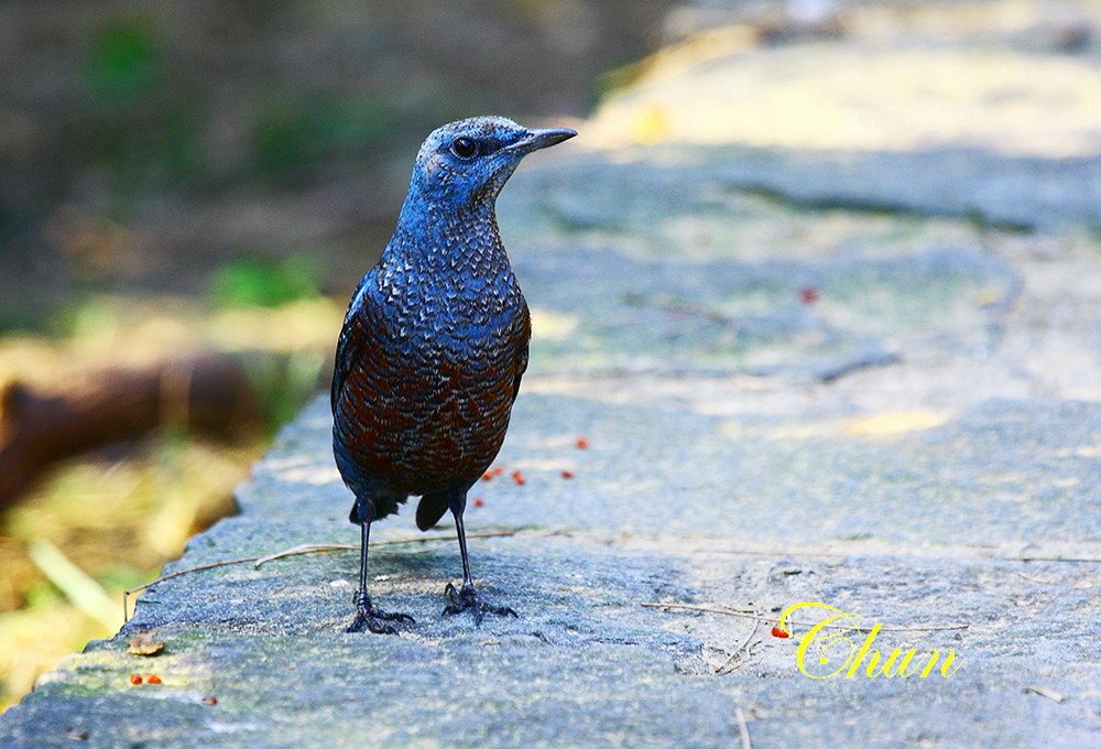 冬候鳥藍磯鶇(雄成鳥及亞成鳥)