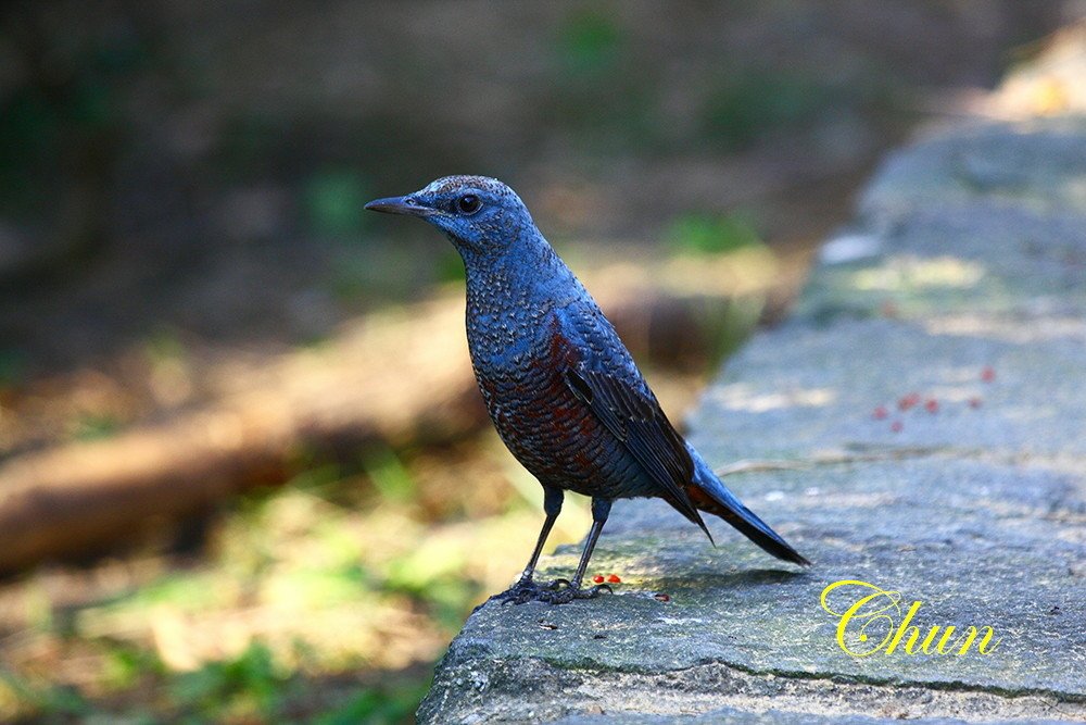 冬候鳥藍磯鶇(雄成鳥及亞成鳥)