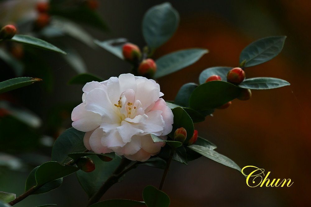 走春賞花趣