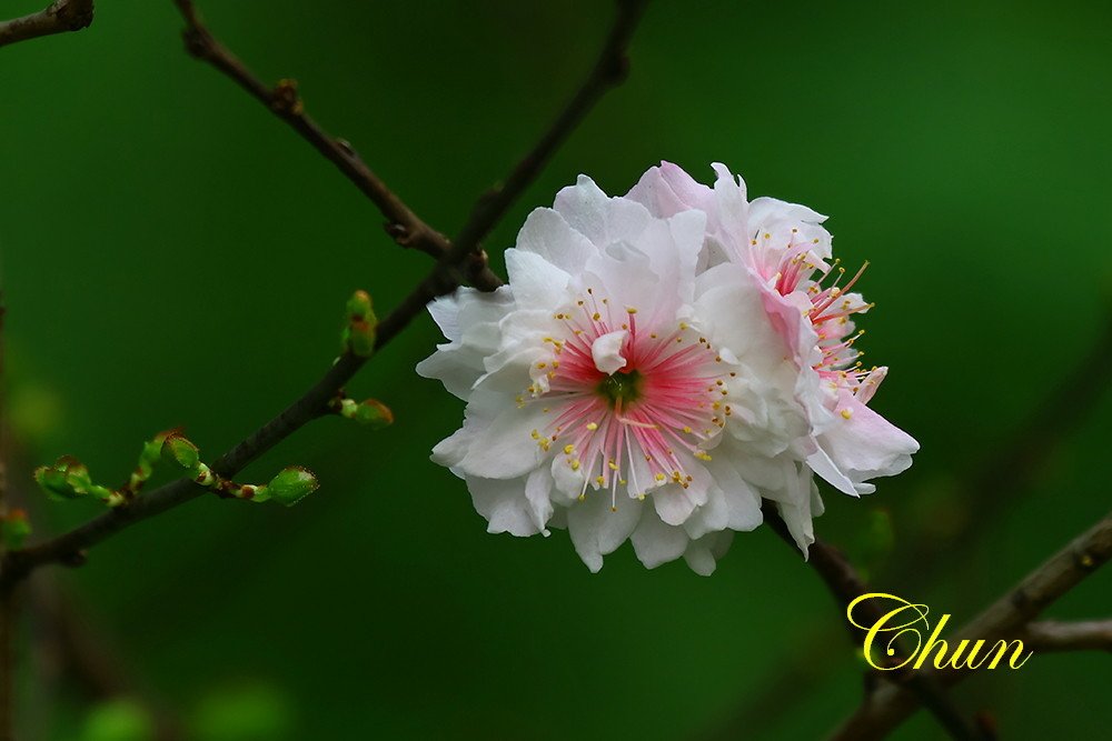 走春賞花趣