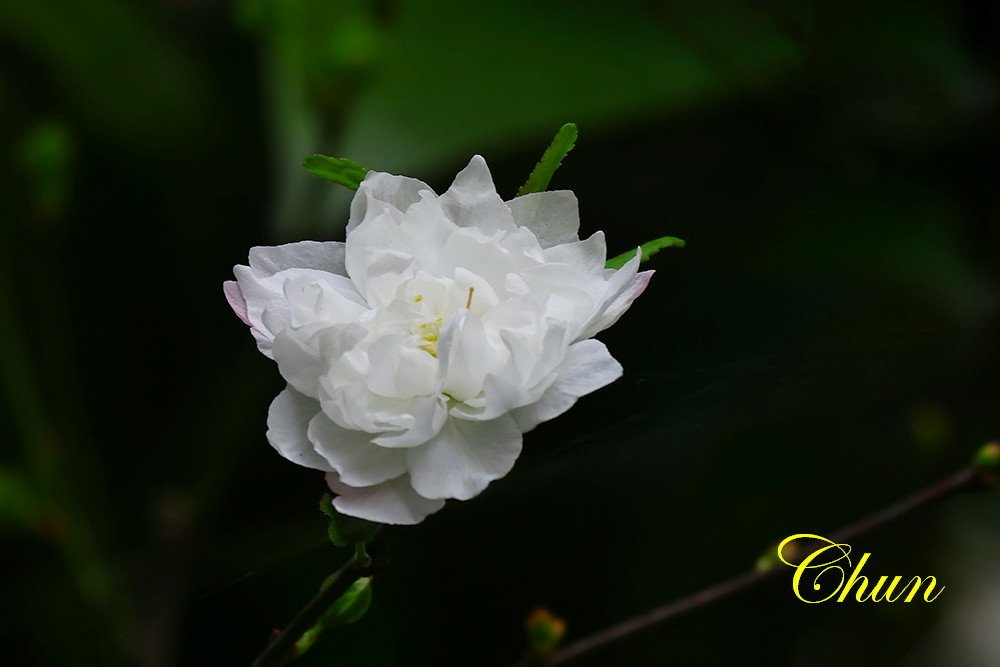 走春賞花趣