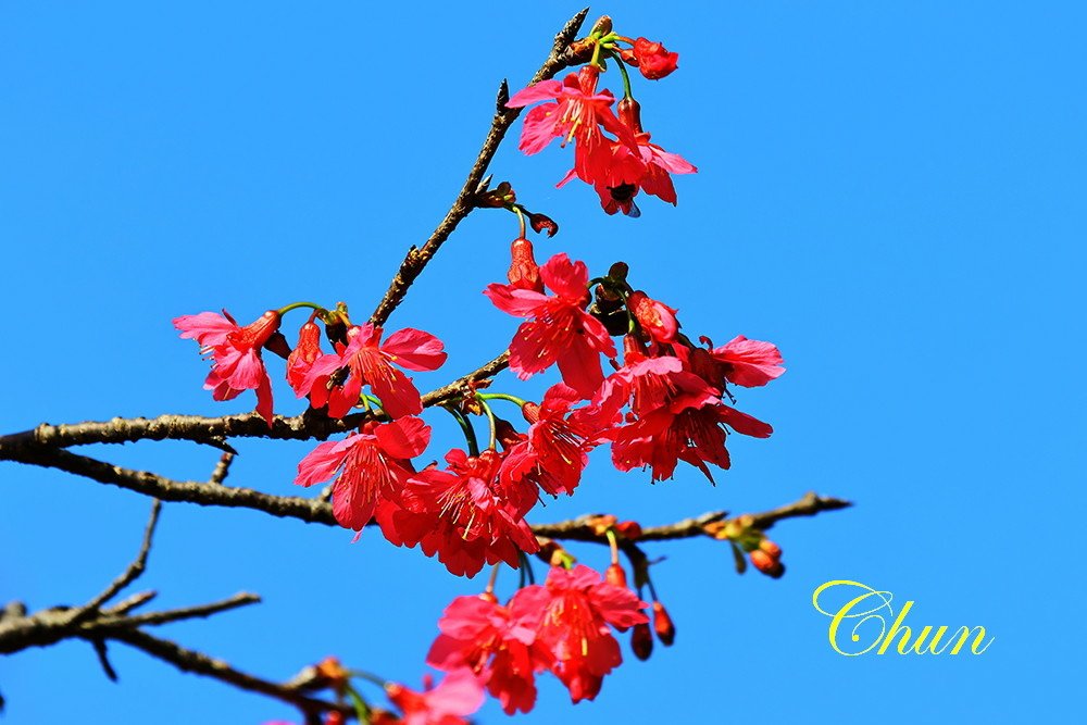 走春賞花趣