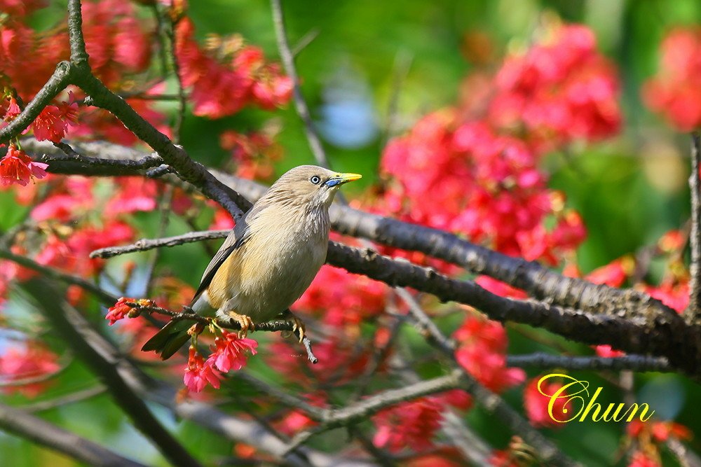 花鳥圖 山櫻花與栗尾椋鳥