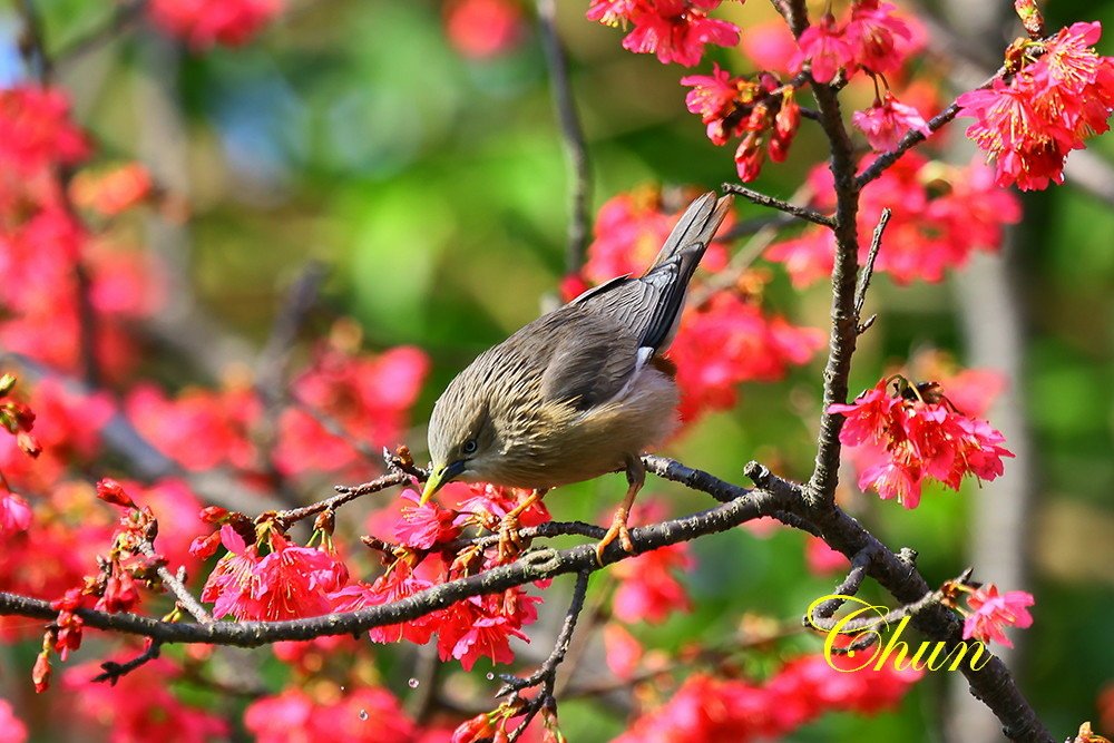 花鳥圖 山櫻花與栗尾椋鳥