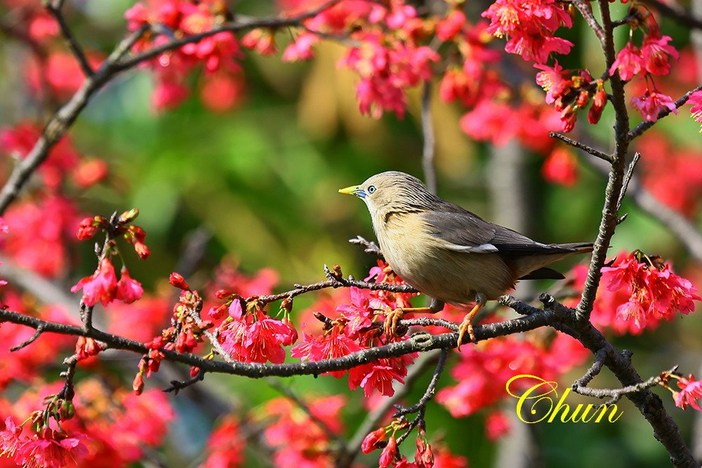 花鳥圖 山櫻花與栗尾椋鳥
