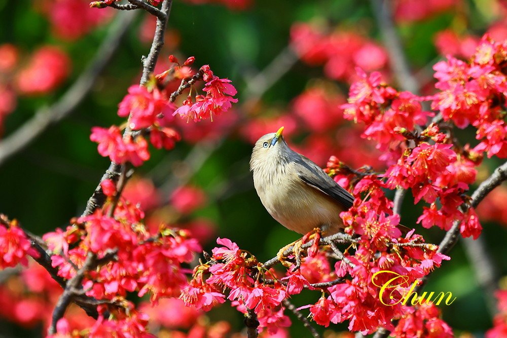 花鳥圖 山櫻花與栗尾椋鳥