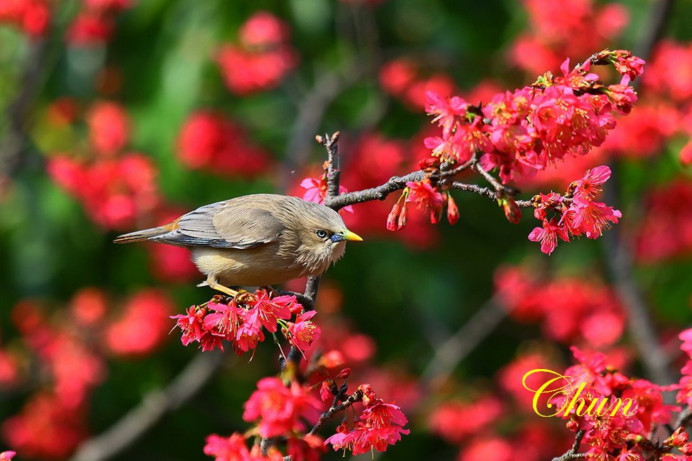 花鳥圖 山櫻花與栗尾椋鳥