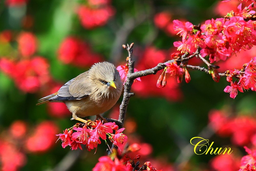 花鳥圖 山櫻花與栗尾椋鳥