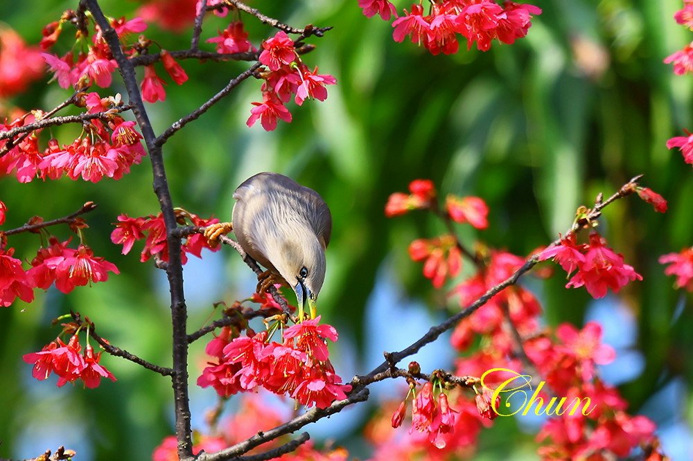 花鳥圖 山櫻花與栗尾椋鳥