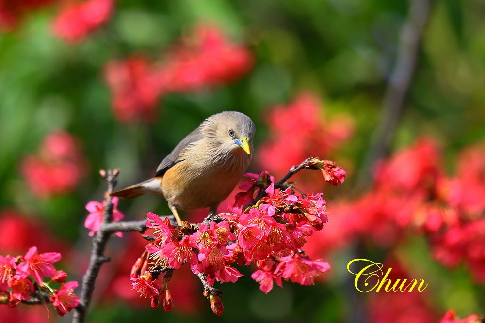 花鳥圖 山櫻花與栗尾椋鳥