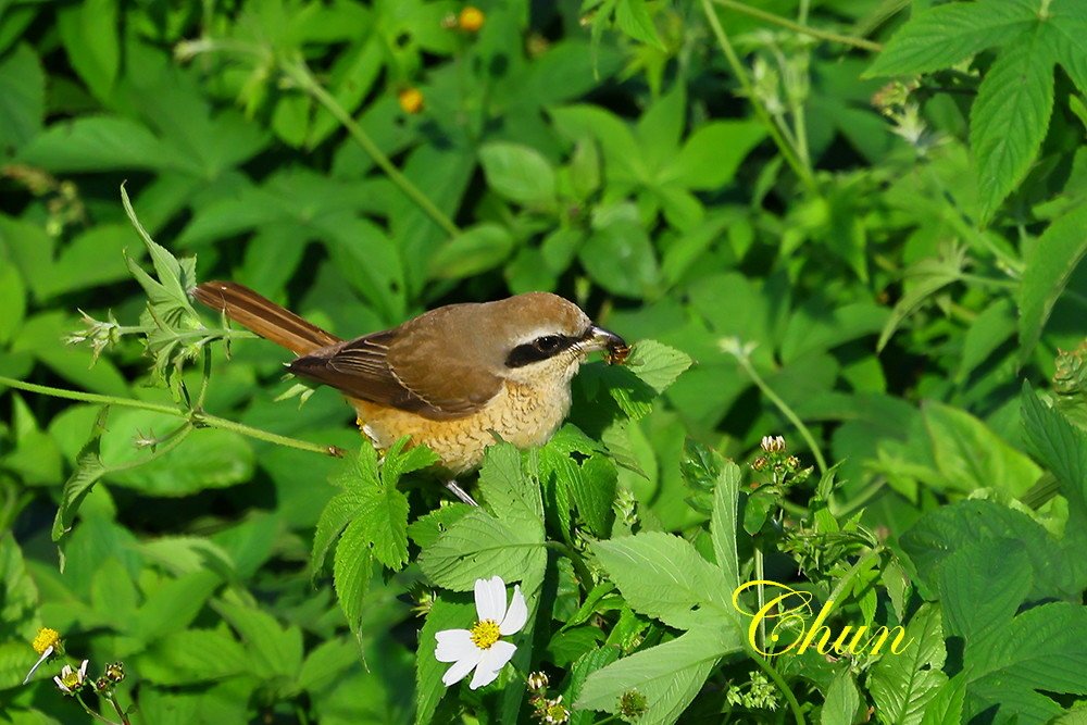 覓食秀 小白鷺、紅尾伯勞、褐頭鷦鶯