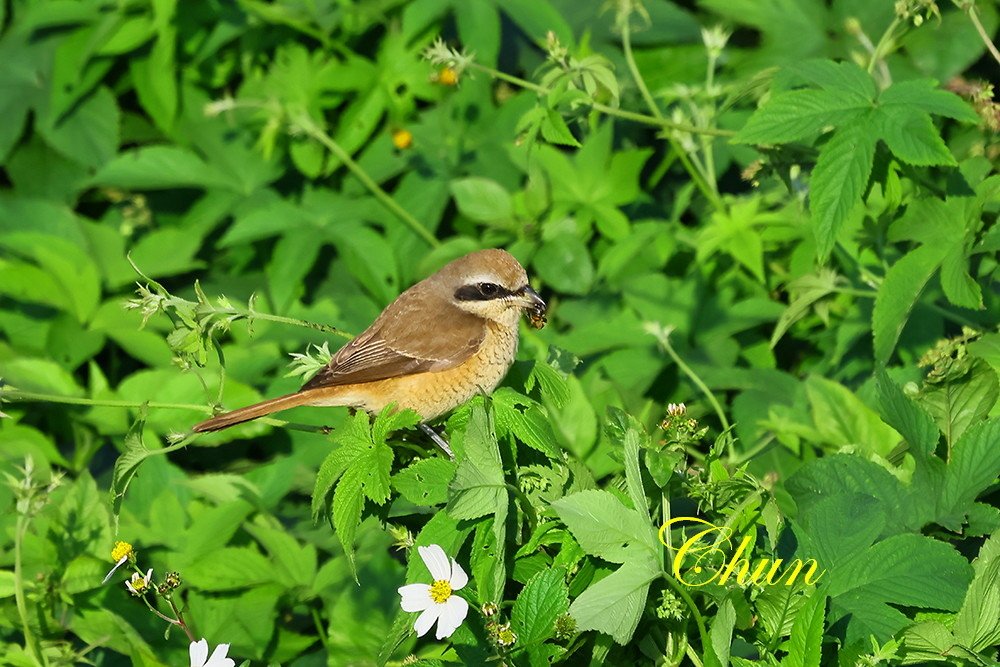 覓食秀 小白鷺、紅尾伯勞、褐頭鷦鶯