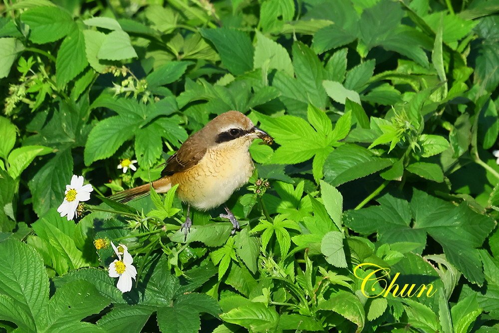 覓食秀 小白鷺、紅尾伯勞、褐頭鷦鶯