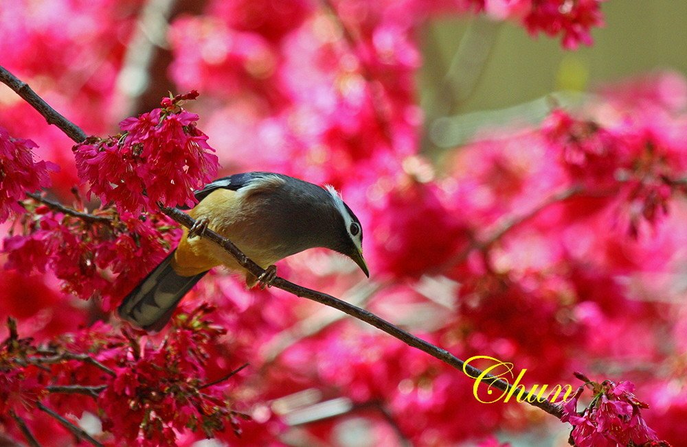 花鳥圖櫻花與白耳畫眉