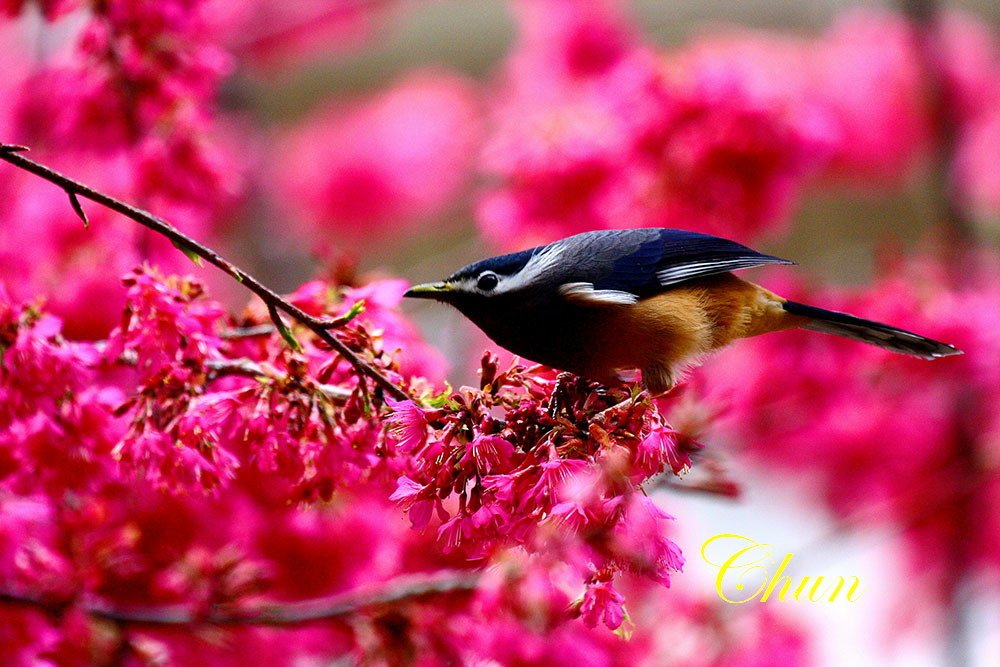 花鳥圖櫻花與白耳畫眉