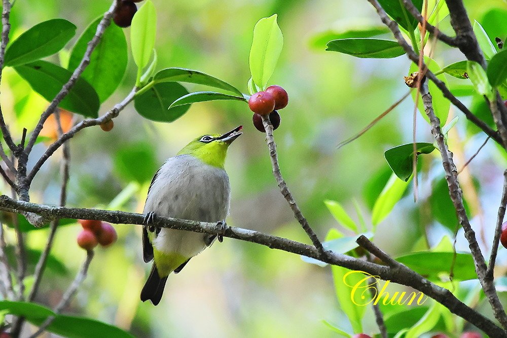 賞鳥日記覓食篇