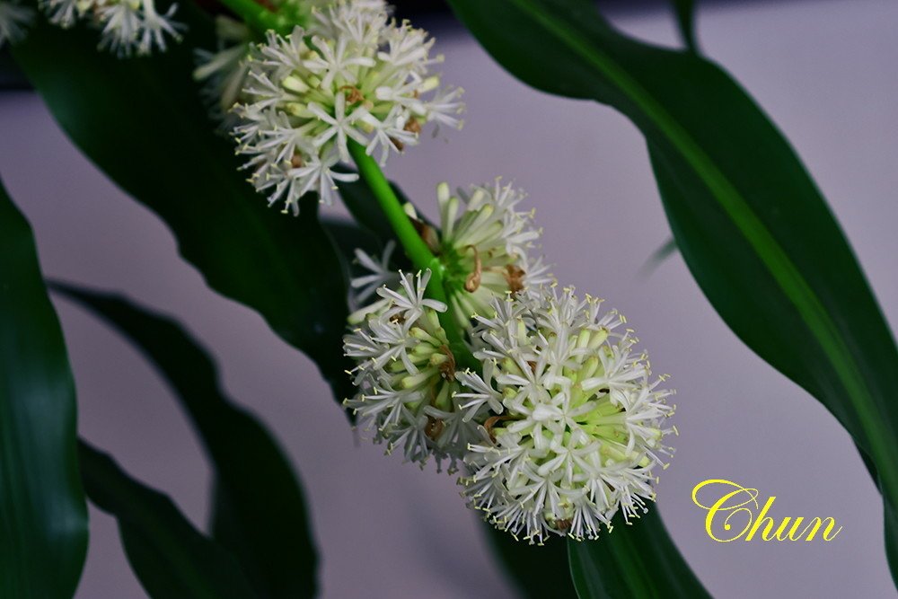 巴西鐵樹開花