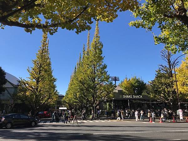 2024東京銀杏行Day2-2：神宮外苑賞銀杏