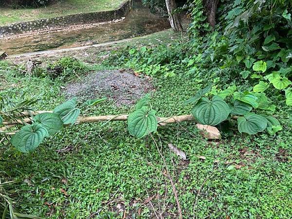 2024暑假星馬日韓行 Day5-1：檳城植物園、青年公園