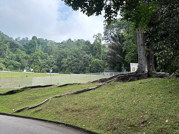 2024暑假星馬日韓行 Day5-1：檳城植物園、青年公園