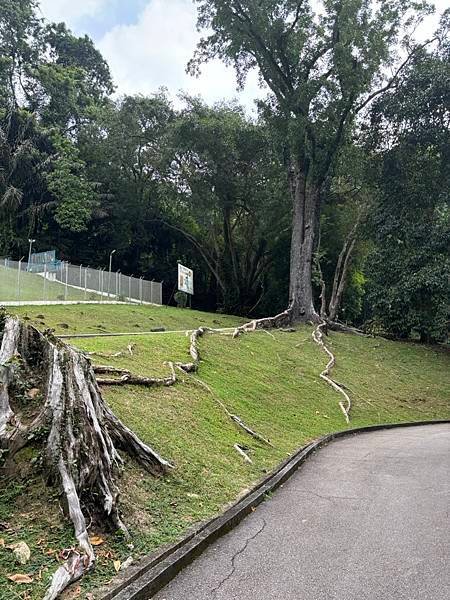 2024暑假星馬日韓行 Day5-1：檳城植物園、青年公園