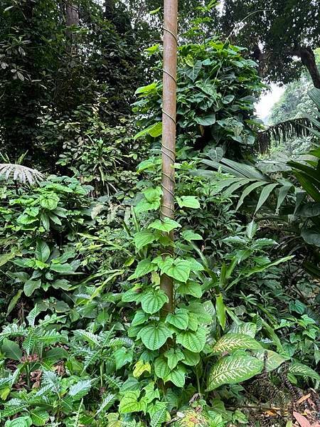 2024暑假星馬日韓行 Day5-1：檳城植物園、青年公園