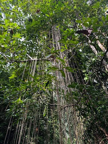 2024暑假星馬日韓行 Day5-1：檳城植物園、青年公園