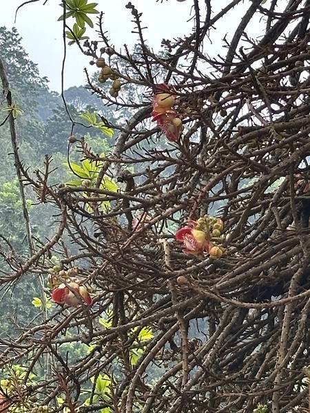 2024暑假星馬日韓行 Day5-1：檳城植物園、青年公園