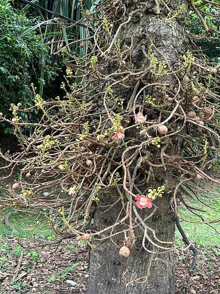 2024暑假星馬日韓行 Day5-1：檳城植物園、青年公園