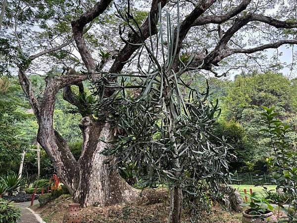 2024暑假星馬日韓行 Day5-1：檳城植物園、青年公園