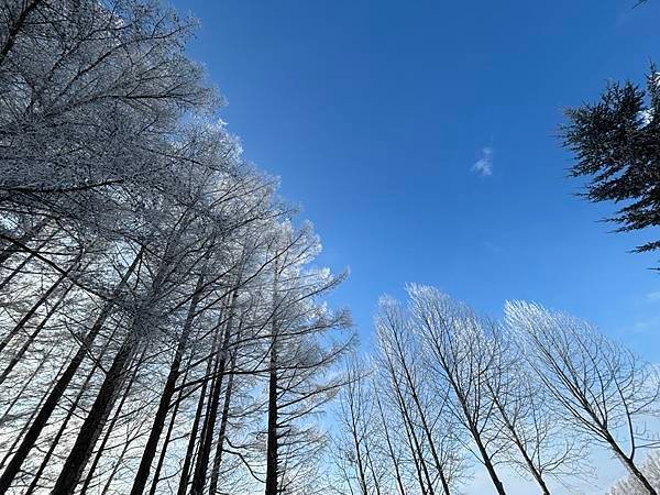 2025寒假F4北海道行 Day4-1：雪國晨景、退房前往旭
