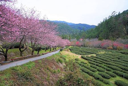 【台中和平區 | 景點】一處柔美的粉色夢境❀武陵農場