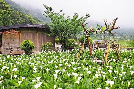 【台北竹子湖 | 景點】坐上花之鞦韆，輕柔擺盪於潔白的海芋花田❀名陽匍休閒農莊