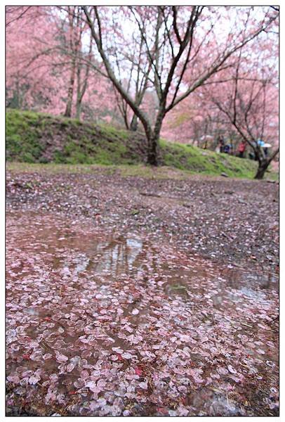 地上鋪了一層花瓣~