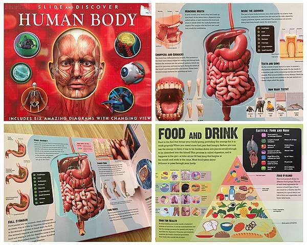 human body