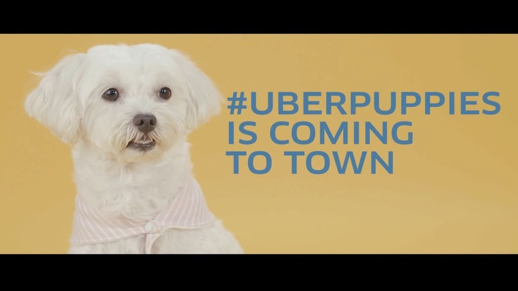 Uber puppy Singapore_170419_0006.jpg