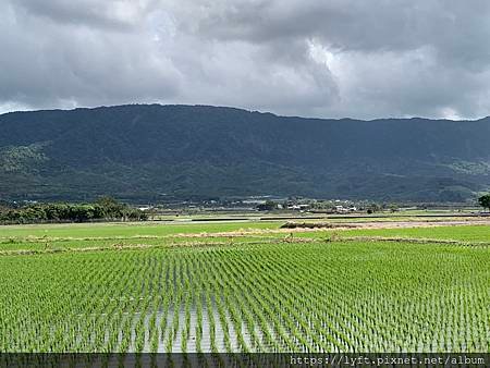 池上鄉劉伯烏紀念樹旁稻田.jpg