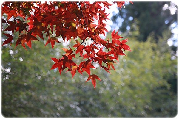 IMG_0086.JPG
