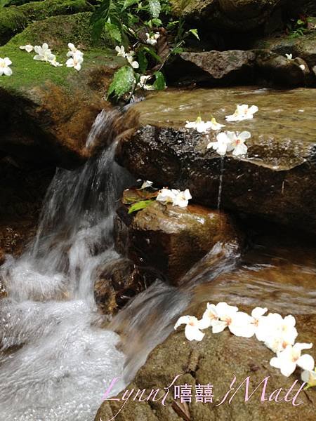 瑪陵坑桐花-1