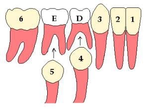 milk_teeth4