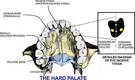 HARD_PALATE_AND_INCISIVE_FORAMEN_472012