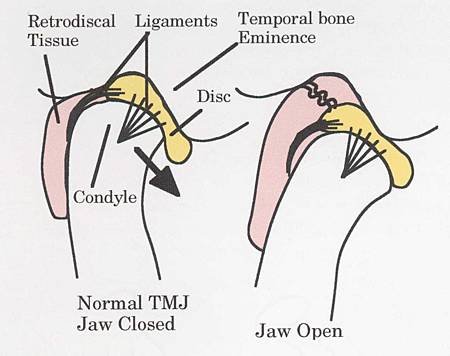 Drawing-TMJ-ligaments-and-tissue-1