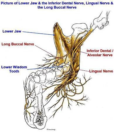 inf_alveolar_block001-531x615