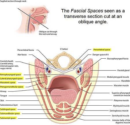 The_Fascial_Spaces_seen_as_a_transverse_section_cut_at_an_oblique_angle2-735x706