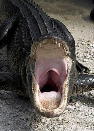 Alligator_mississippiensis_yawn